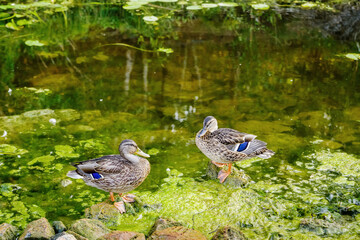 Two wild ducks on the coastal stones of a shallow steppe river..Bolshaya Karaganka River, Chelyabinsk Region, Russia