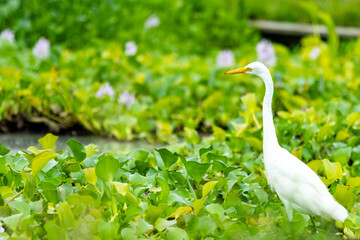 ホテイアオイと白鷺　埼玉県加須市　道の駅童謡のふる里おおとね