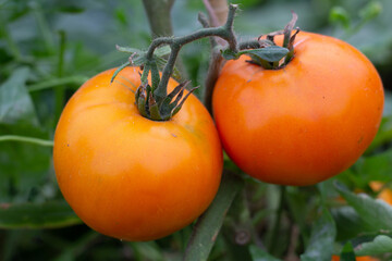 Large ripe orange tomatoes hang on a branch in the garden. Close-up.