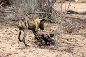 A pair of African wild dogs, otherwise known as a painted wolf, in the bush of Kruger National Park, South Africa