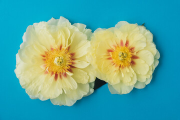 Beautiful yellow peony flowers in full bloom on light blue background, top view, close up. Summer flat lay. Garden treasure.