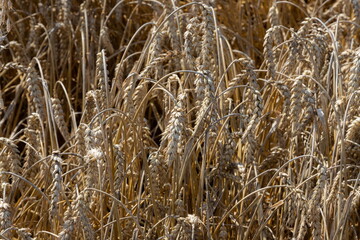 Fototapeta premium Field of Golden wheat under the blue sky and clouds