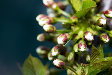 Blooming cherry branch. Bright colorful spring flowers buds. Spring background