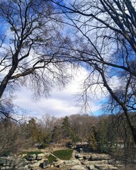 tree in the forest