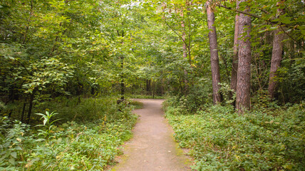 Forest path for walking and relaxation in the autumn forest.