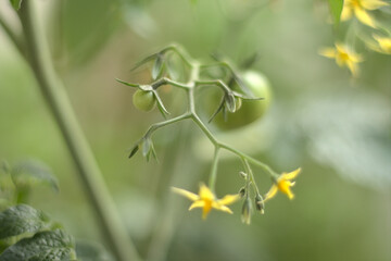 Cocktail (cherry) tomatoes in the early stages of growth from close. Flowers and little green tomatoes.