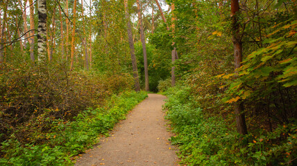 Landscape of the autumn forest with a path through the forest.