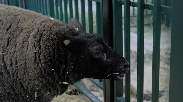 Portrait of Texel sheep eating hay at agricultural animal exhibition, small cattle trade show - close up. Farming, feeding, agriculture industry, livestock and animal husbandry concept