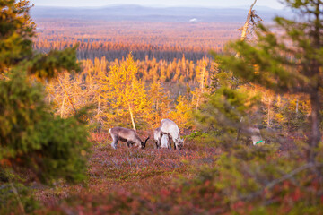 The reindeer in the autumn forest in Lapland with beautiful evening light, Riisitunturi national...