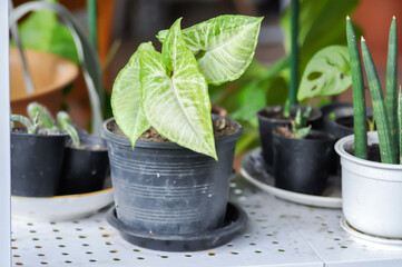 Araceae, Arrowhead Vine or Goosefoot Plant or Syngonium podophyllum Schott