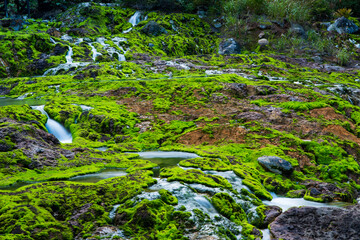 群馬県中之条町　チャツボミゴケ公園
