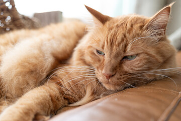 眠そうな猫　茶トラ猫