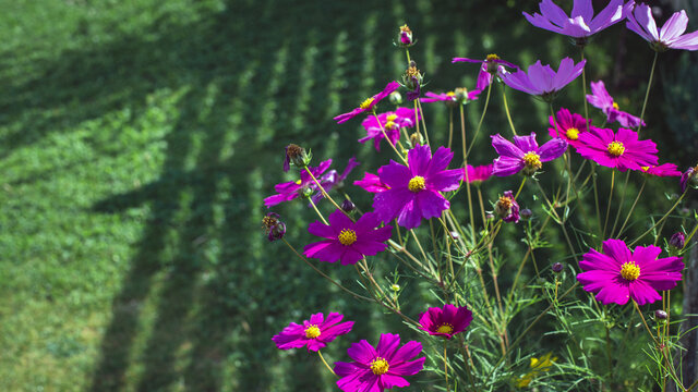 Schmuckk&ouml;rbchen (Cosmos bipinnatus) im Garten 