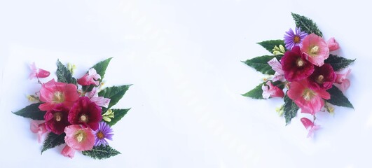 A bright festive bouquet of multicolored hollyhocks on a white background. Colorful summer flowers. Top view. Background for greeting cards, greetings, invitations.