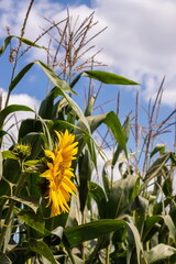 bright sunflower with yellow petals on an agricultural field, of sunflower inflorescences growing together with corn