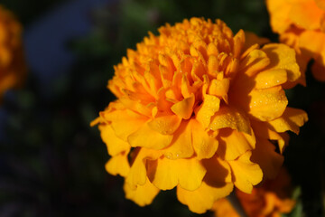 Yellow french marigold with morning dew
