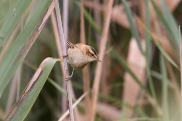 Singing bird on a reed Sea buckthorn (Acrocephalus schoenobaenus) - loud singing of a small bird, concert of birds