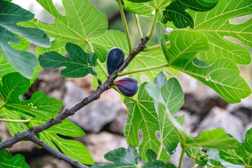 Common fig fruit tree growing in garden.