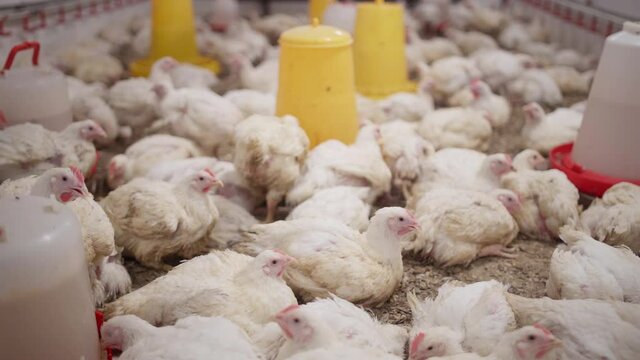 Closeup of large group of white broiler chickens eating grain at poultry farm