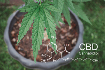 Cannabis plants growing at outdoor farms. Photo with the formula CBD (cannabidiol). Close-up....