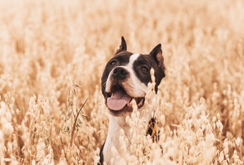 Dog pit bull walks in the summer in nature