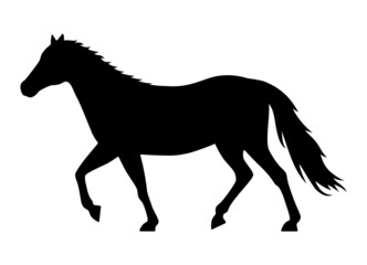 Horse, stallion or colt flat vector icon for apps and websites