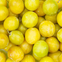 Mirabelles fruits mirabelle plum fruit background square
