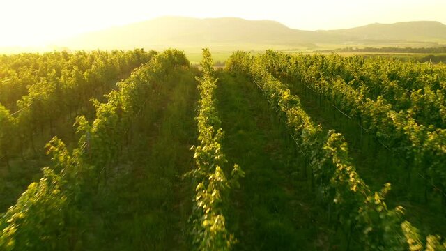 Aerial Drone Shot of Sunny Wineyard at Sunrise.