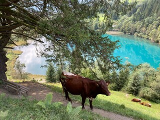 cows in the mountains