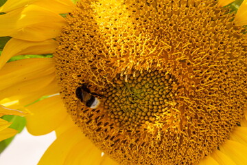 Black and yellow striped bee, honey bee, pollinating sunflowers close up low level view of single sunflower head with yellow petals