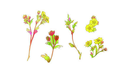 Wildflowers. Buttercups. Flowers line drawn on watercolor background.