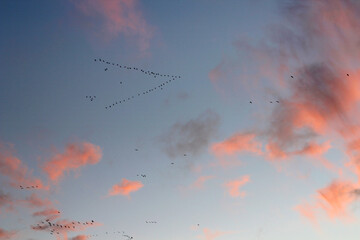 Autumn sunset skyline with migratory birds. Scandinavia