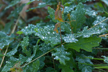 Vegetation and wildflowers of various colors