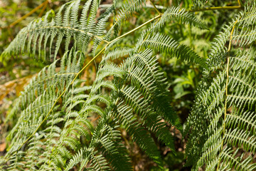 Vegetation and wildflowers of various colors