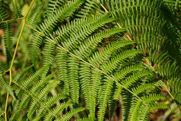 Vegetation and wildflowers of various colors