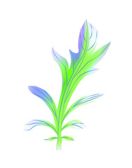 leave off cornflowers isolated on wihite background.