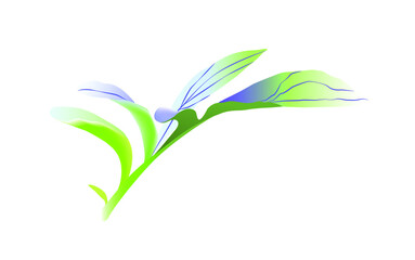 leave off cornflowers isolated on wihite background.