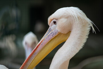 The Great white pelican - Pelecanus onocrotalus - also known as the Eastern white pelican. Bird scene. Beauty in nature
