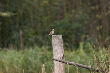Backwater bird (Lanius collurio) Zorro bird perched on a fence post, hunts rodents and insects, small predator with a crooked beak