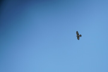 grey faced buzzard in the sky