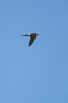 Red Rumped Swallow In The Sky