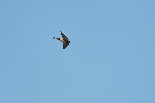 Red Rumped Swallow In The Sky