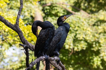 The great cormorant, Phalacrocorax carbo, sitting on tree
