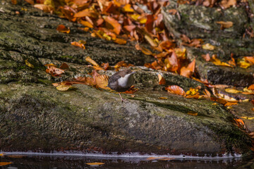 White-throated Bucket (Cinclus cinclus) hunting insects by the river.