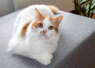 Obraz premium Furry white- ginger cat is relaxing at home