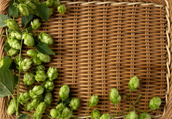 Top view of green hop flowers on the wicker surface.Empty space