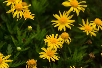 Vegetation and wildflowers of various colors