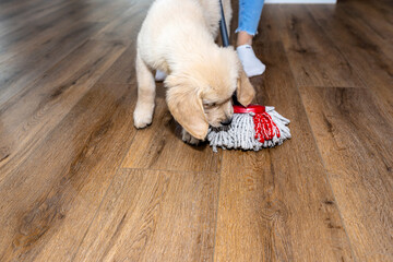 A woman wiping piss on a puppy off modern water resistant vinyl panels with a mop, next to a...
