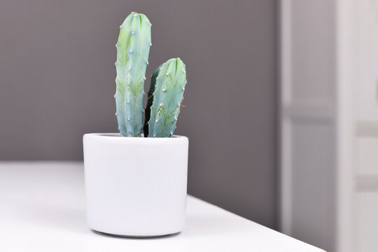 Cereus Cactus houseplant in white pot on white table in front of gray wall