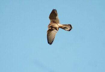 Common kestrel, Falco tinnunculus